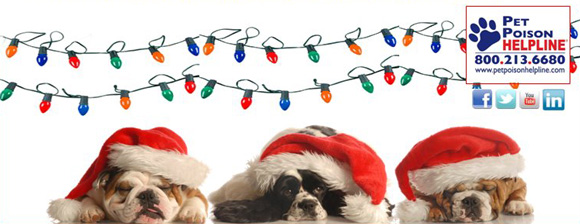Holiday Dangers Poisonous to Pets
