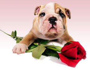 Vale Park Hosting Valentine’s Pet Photo Contest