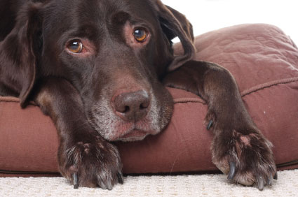Top Ten Signs of Cancer in Pets