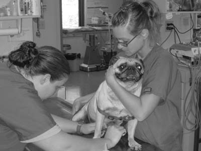 Vale Park Animal Hospital Offers Medical Boarding for Pets
