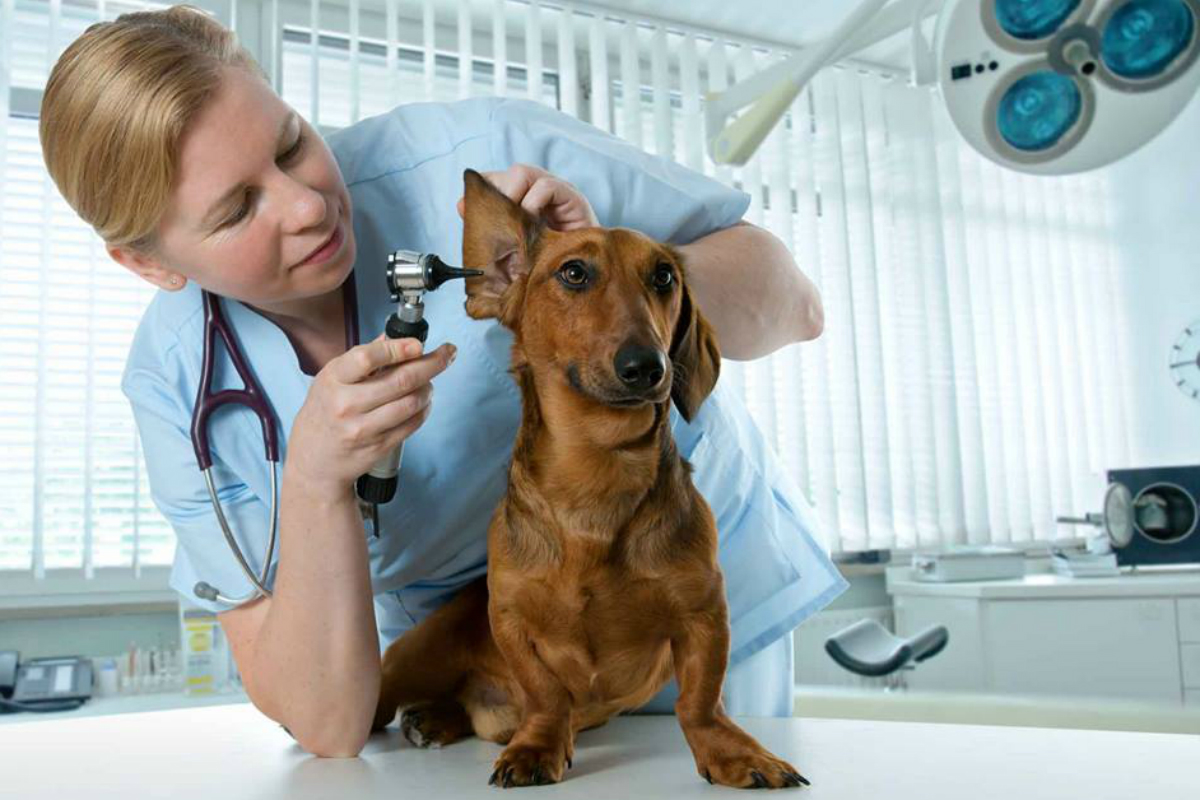 Advanced Animal Medical: Taking Steps to Make Vet Visits Fear-Free in NWI