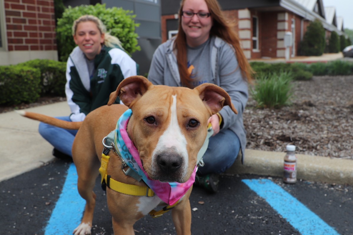 Advanced Animal Medical Hosts Open House & Adopt-a-thon for Dyer Community to Find New Forever Friends
