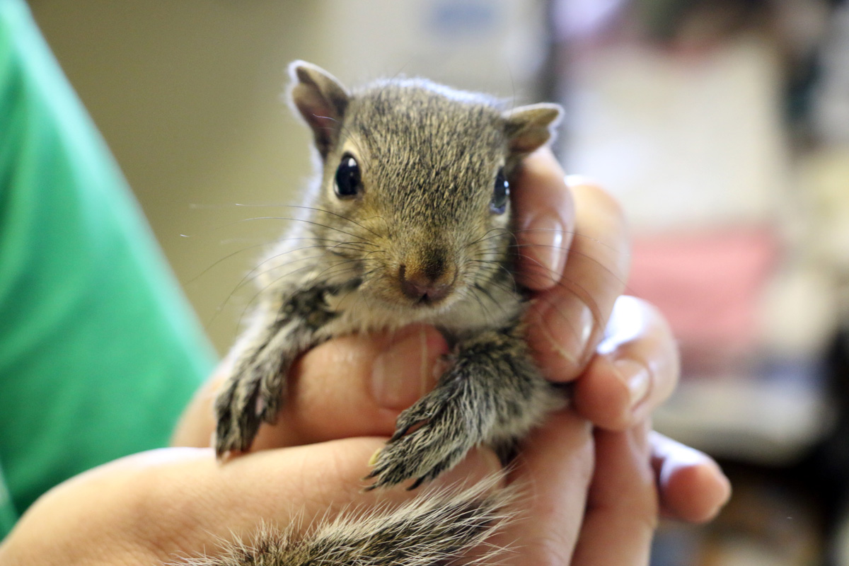 What Should You Do When You Encounter a Young, Baby Animal in the Wild? Ask the Moraine Ridge Wildlife Rehabilitation Center!